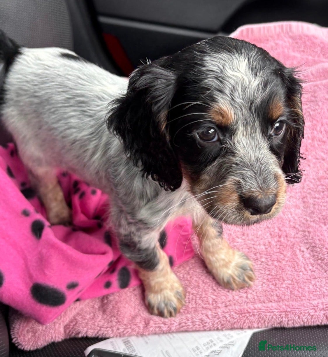 Cocker Spaniel dogs for sale: Last girl Working cocker spaniel puppy ready now  - Advert 14