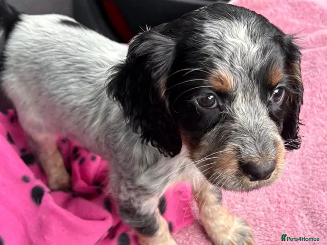 Cocker Spaniel dogs for sale: Last girl Working cocker spaniel puppy ready now - Advert 14