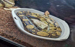 Boa Snake reptiles for sale: Female boa approx 8yo.  - Image 1