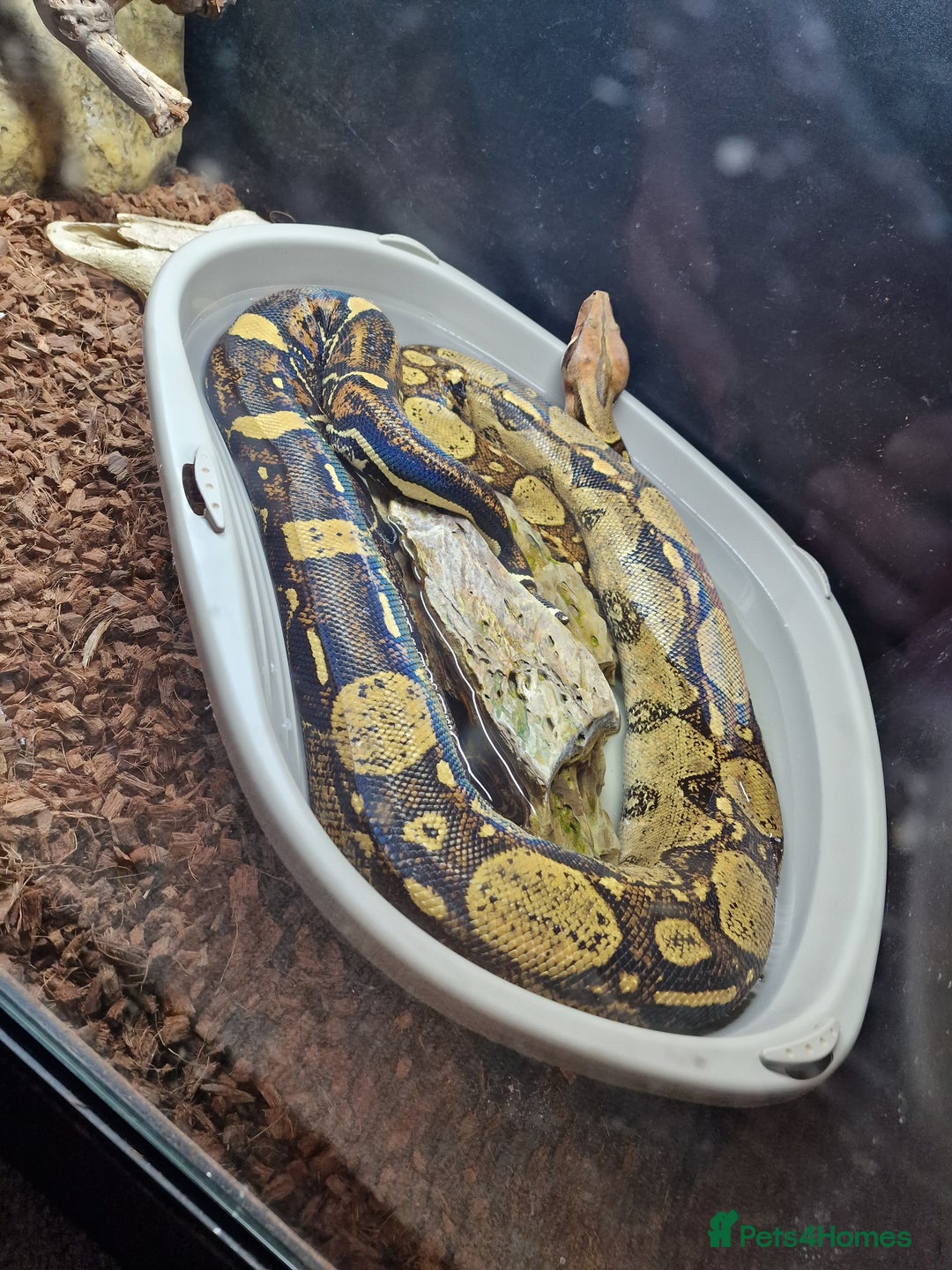 Boa Snake reptiles for sale: Female boa approx 8yo.  - Image 1