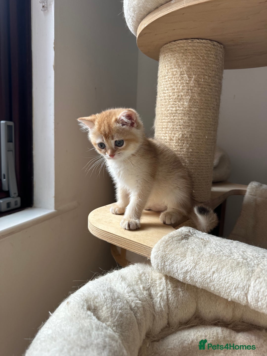 British Shorthair cats for sale: GCCF BSH Last Chocolate Golden Female Kitten Left - Image 40