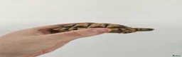 Tortoise reptiles for sale: Egyptian Tortoise - Advert 6