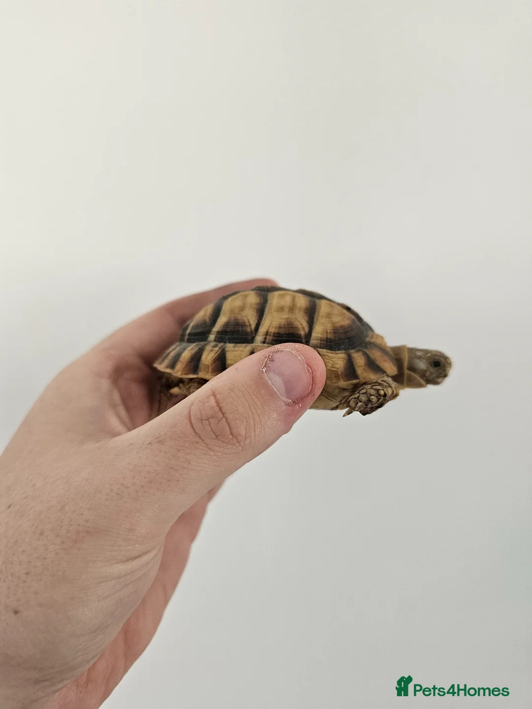 Tortoise reptiles for sale: Egyptian Tortoise - Advert 6