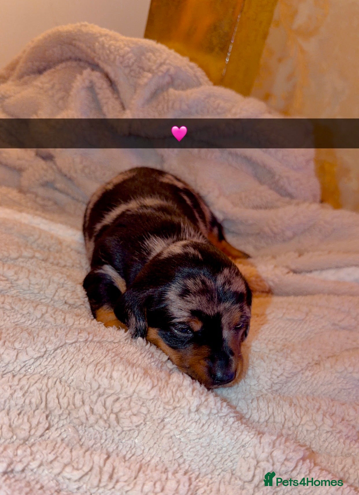 Dachshund dogs for sale: Dachshund  - Advert 12