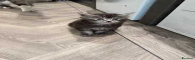 Maine Coon Kitten 2