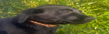 Labrador Retriever 5