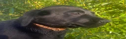 Labrador Retriever dogs for sale: KC Registered Black Labrador puppies  - Advert 9
