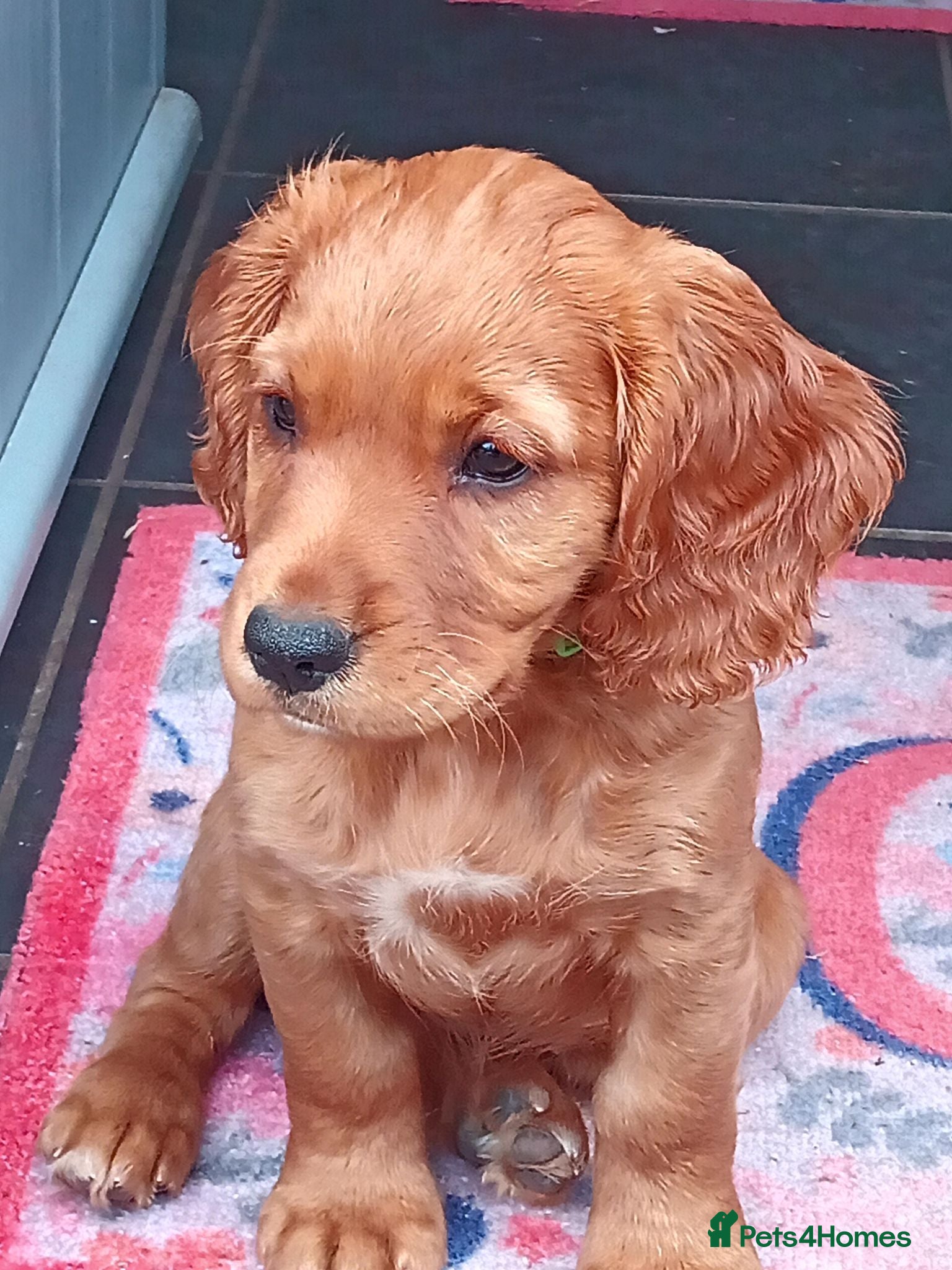 Cocker Spaniel dogs Working cocker spaniel pup's,sire is ft champion - Advert 2