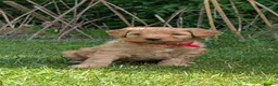 Bordoodle dogs for sale: Miniature Bordoodle Puppies - Advert 15