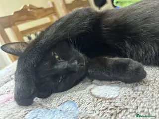 Mixed Breed cats BUDDY - Advert 1