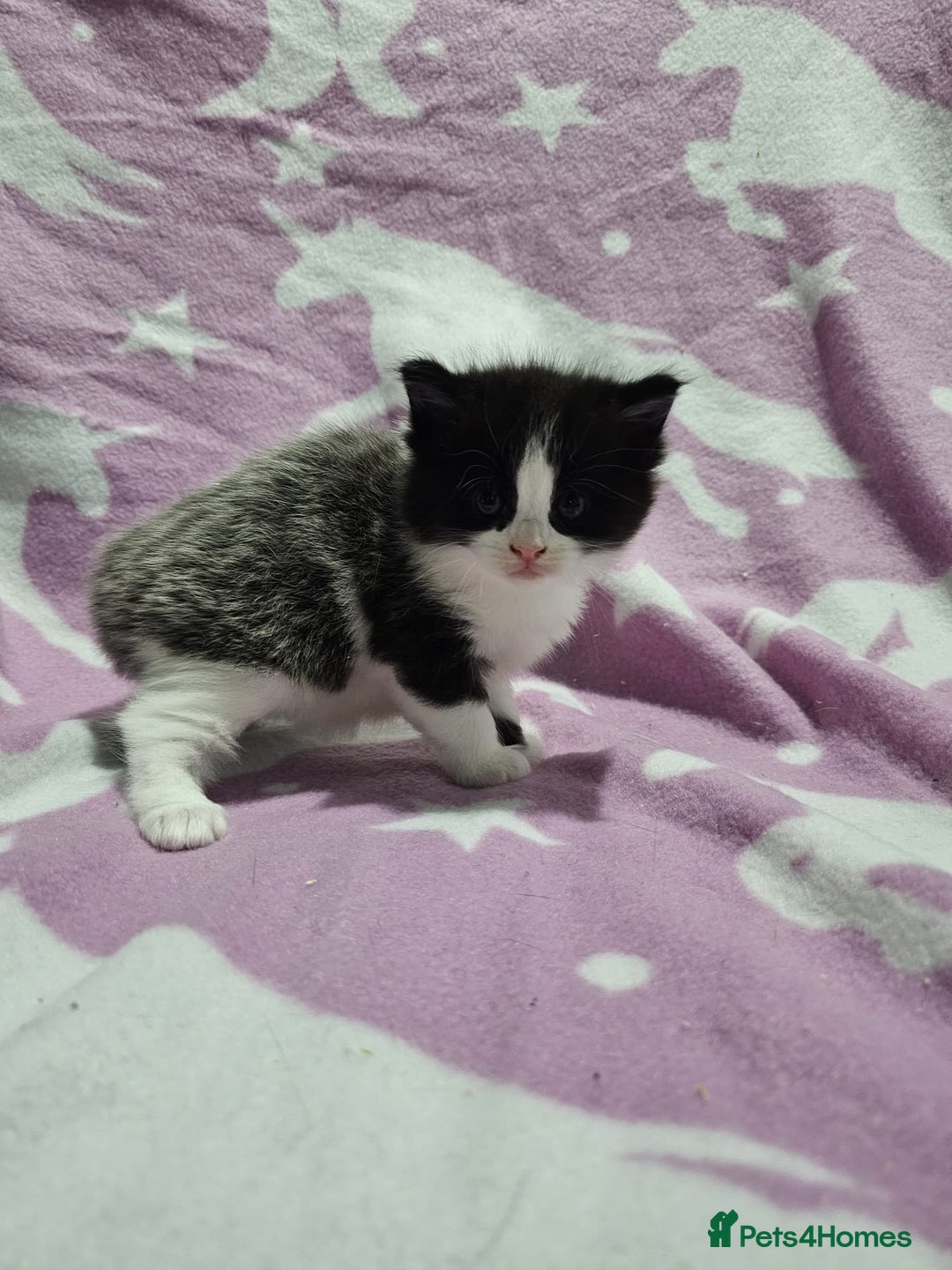 Maine Coon cats for sale: 4 stunning kittens  - Advert 2