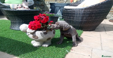 Labrador Retriever dogs - Advert 2