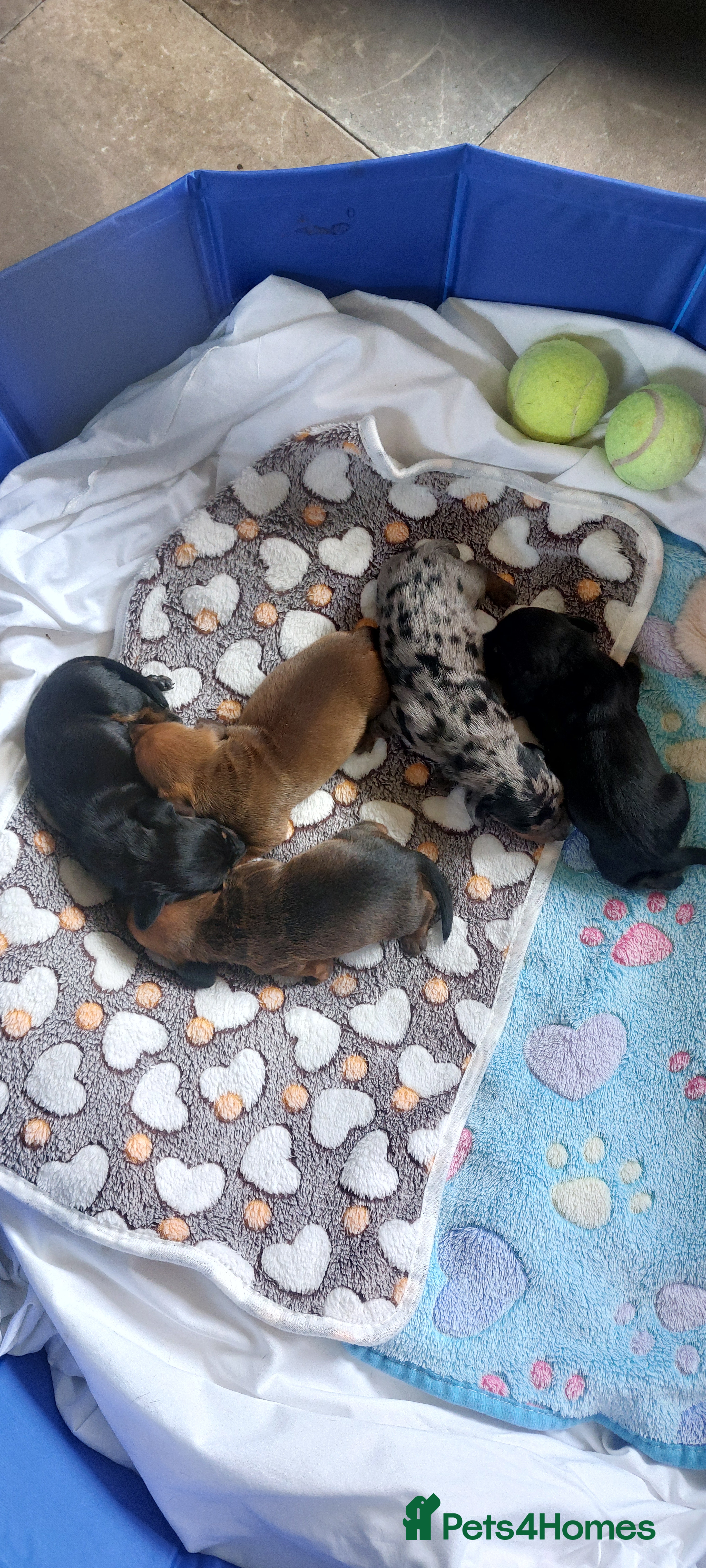 Dachshund dogs West Wales daschund puppies - Advert 1