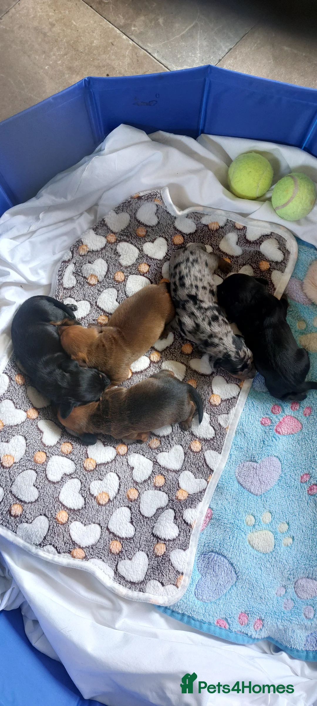 Dachshund dogs for sale: West Wales daschund puppies in New Quay - Advert 1