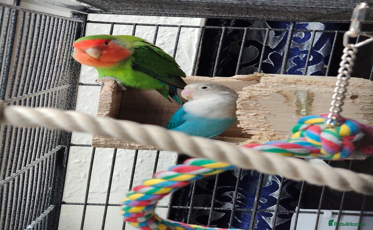 Lovebirds birds - Advert 3