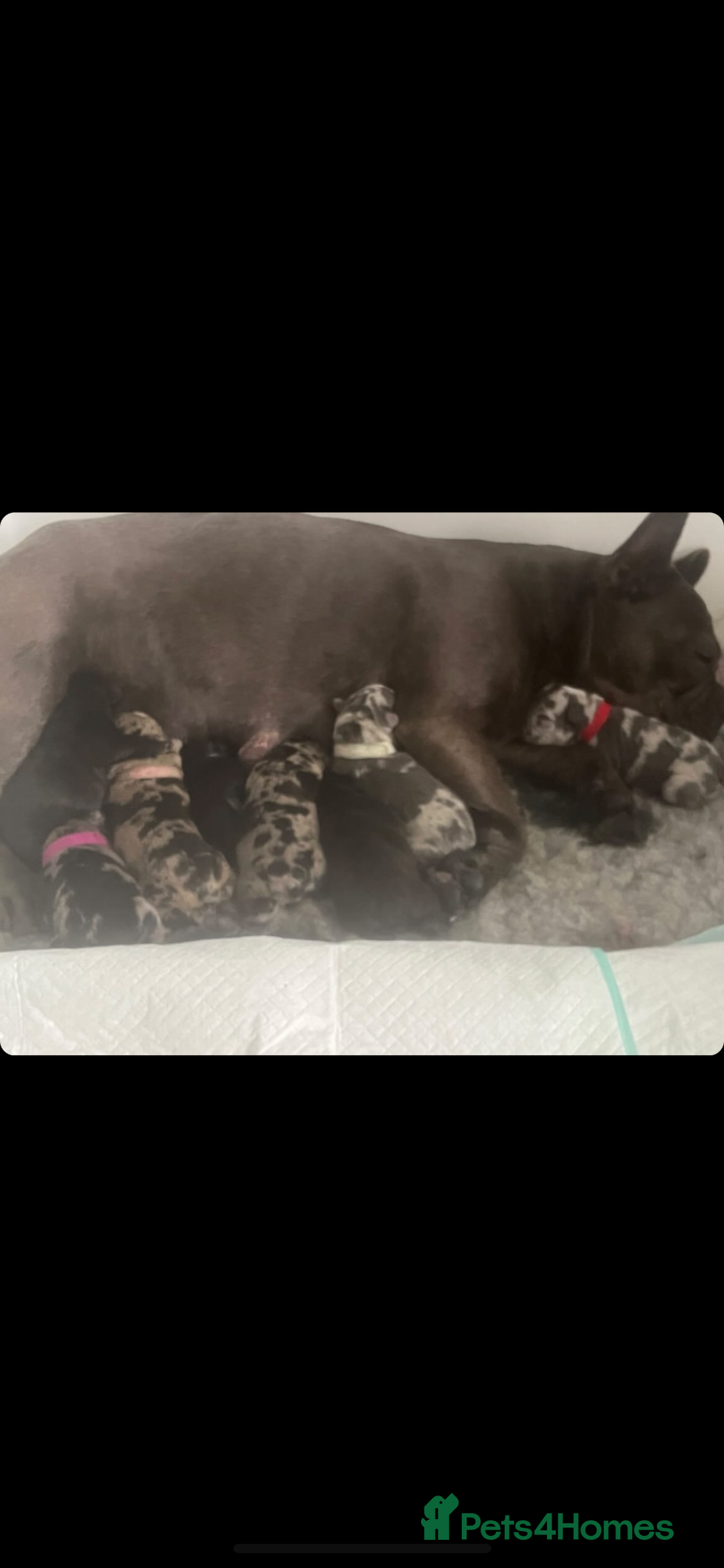 French Bulldog dogs for stud: Proven Stud DON CARLO in Liverpool - Advert 5