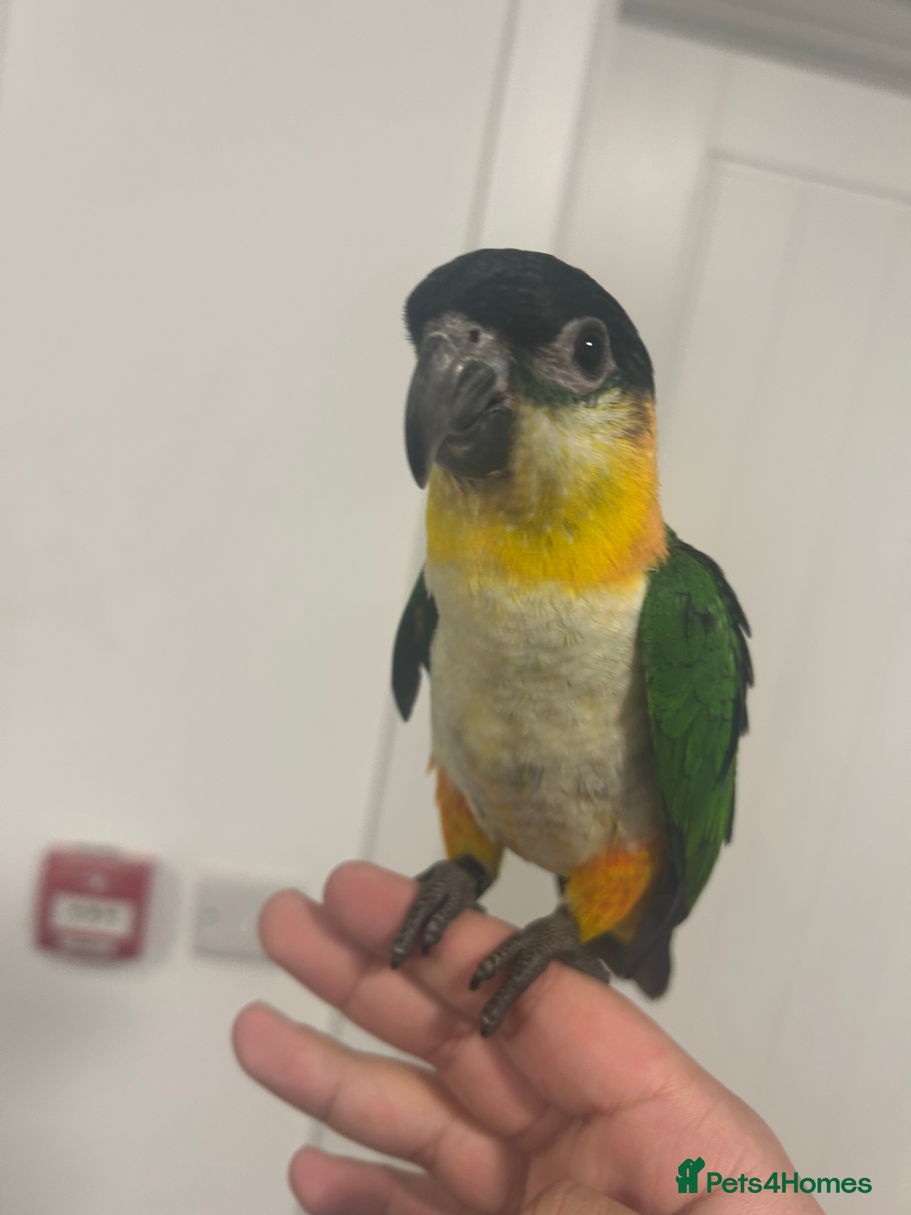 Parrots birds Hand Reared Baby Black Headed Caiques  - Advert 8