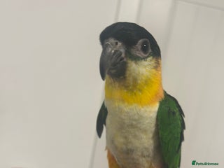 Parrots birds - Advert 5