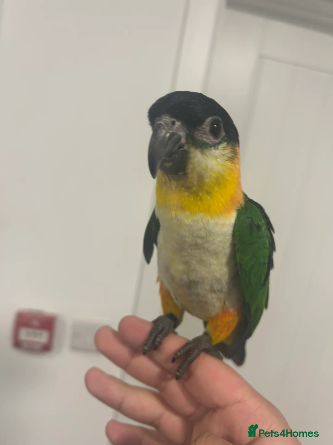 Parrots birds for sale: Hand Reared Baby Black Headed Caiques  - Advert 4