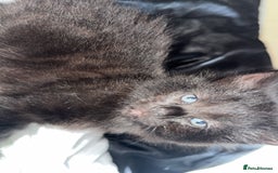 Mixed Breed cats for sale: 9 week old female kitten - Image 3