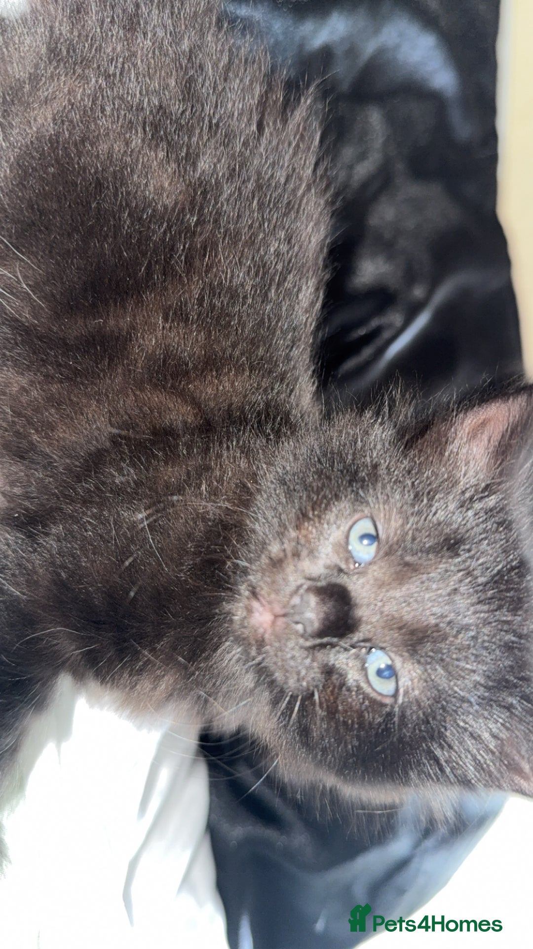 Mixed Breed cats for sale: 9 week old female kitten - Image 3