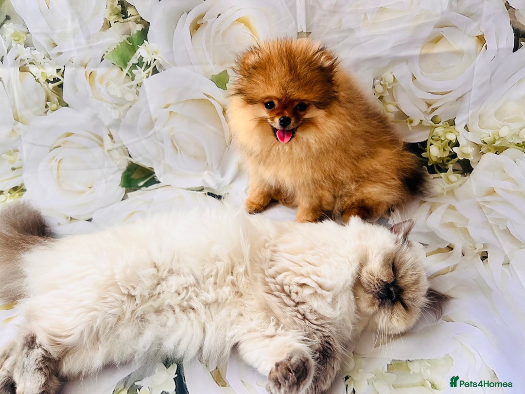 Pomeranian dogs for sale: 💗Last girl left! Royal Orange Pomeranian Pedigree - Image 16