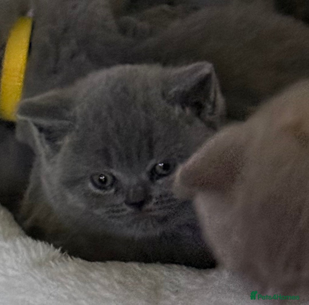 British Shorthair cats for sale: british shorthair kittens  - Advert 28