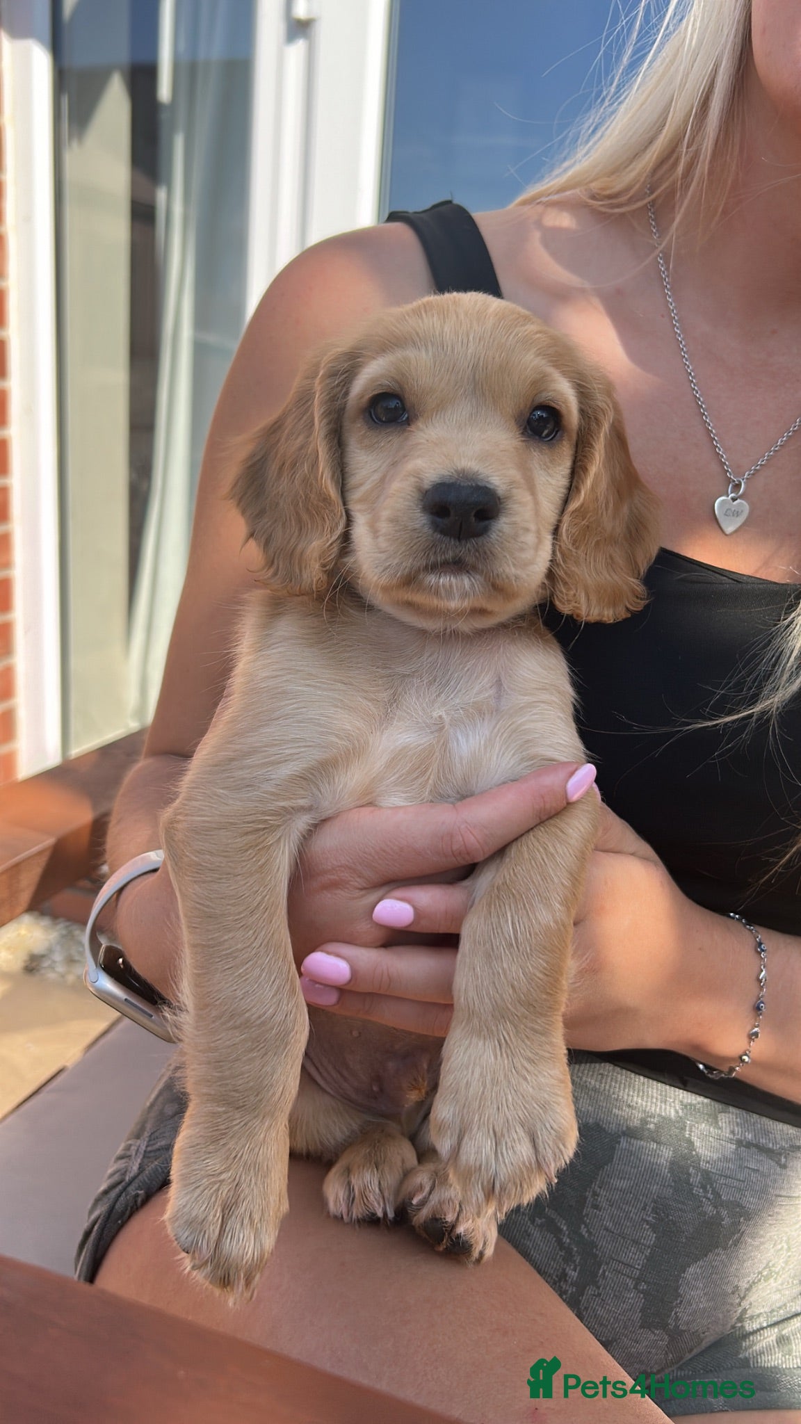 Cocker Spaniel dogs 2 KC Red cocker spaniel boys  - Advert 3