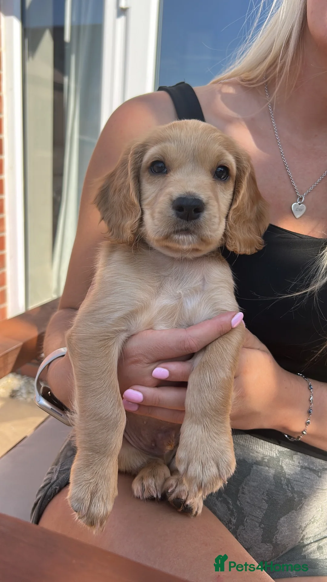 Cocker Spaniel dogs for sale: 2 KC Red cocker spaniel boys  - Advert 1