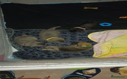 Frug dogs for sale: 6 beautiful frug puppies.  - Image 23