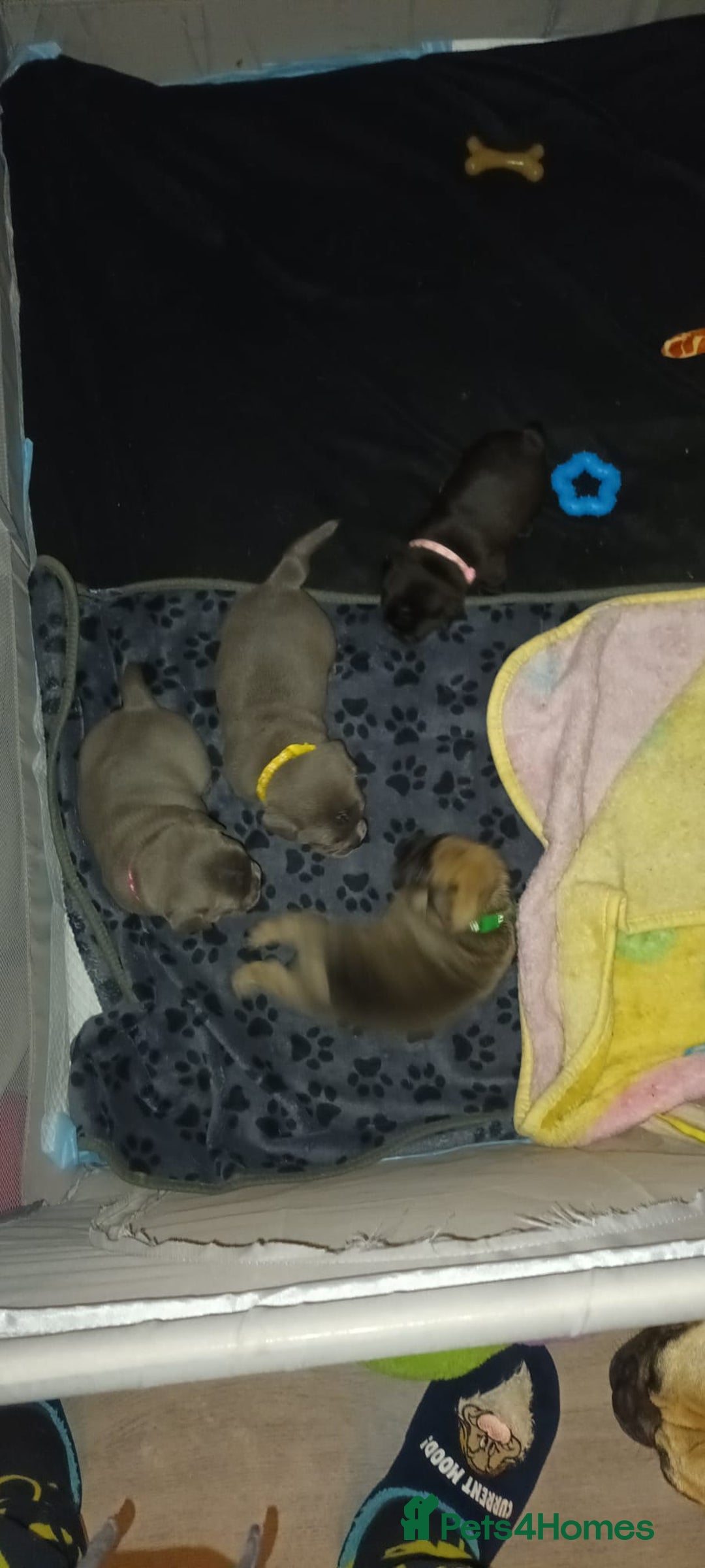 Frug dogs for sale: 6 beautiful frug puppies.  - Image 23