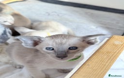 Siamese cats for sale: Cute Siamese kittens  - Image 4