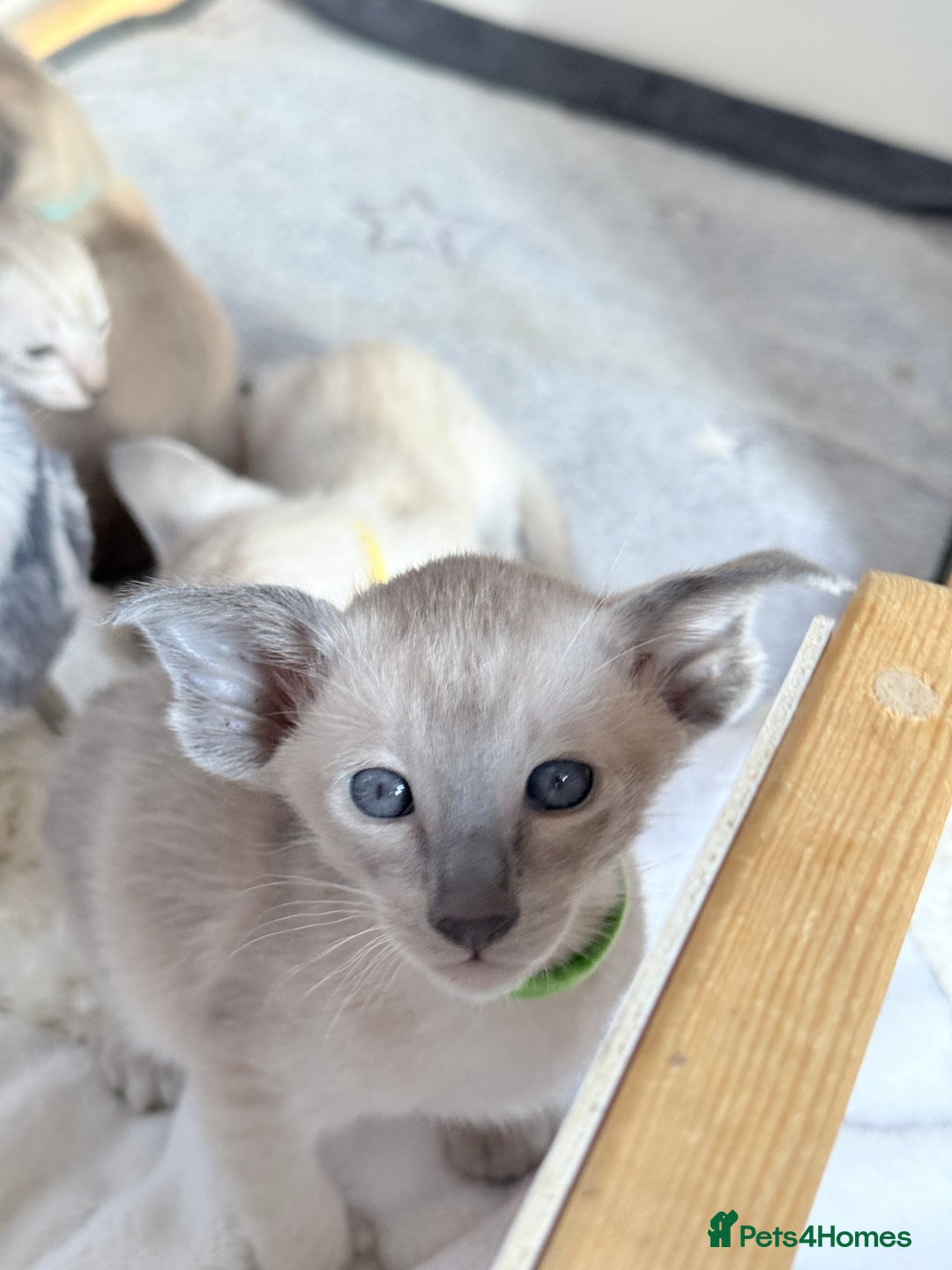 Siamese cats for sale: Cute Siamese kittens  - Image 4