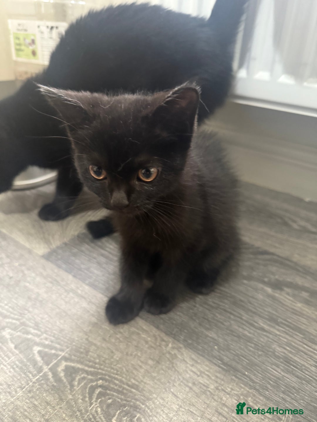 Mixed Breed cats for sale: 3 beautiful black domestic kittens £30 each - Advert 2