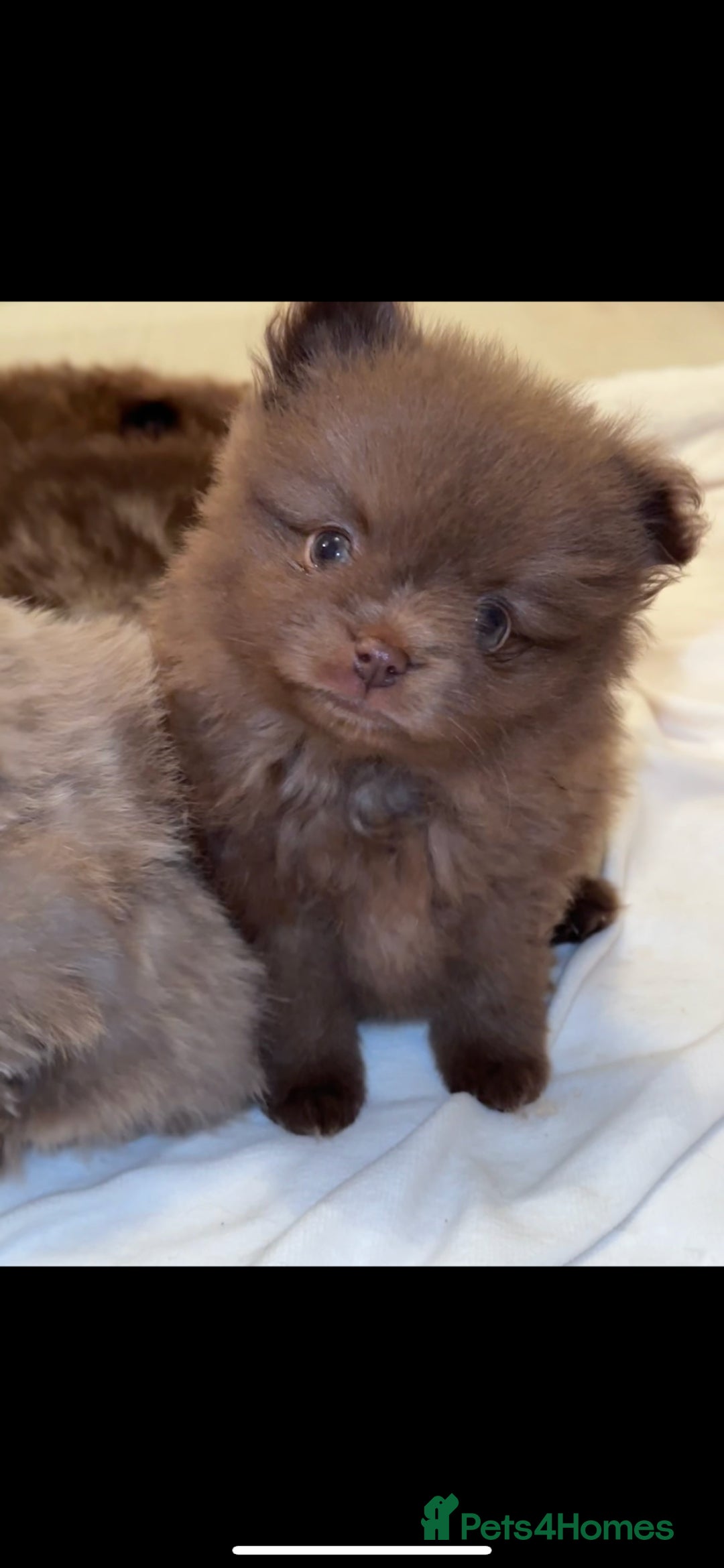 Pomeranian dogs for sale: 5 short snout teddy pom babies  - Image 3
