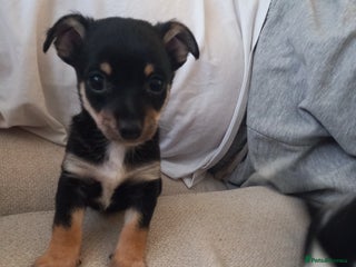 Jack Russell dogs - Advert 6