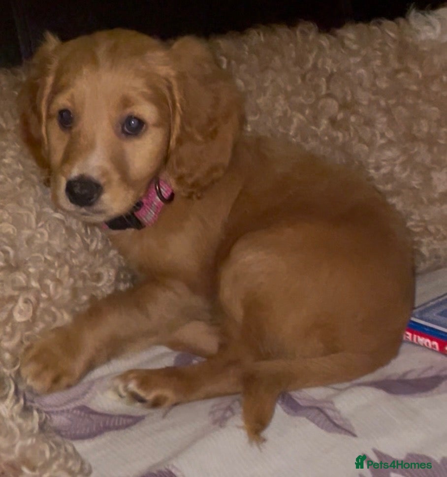 Cockapoo dogs for sale: 1 LEFT Female F1 Cockapoo Ready To Go - Advert 2