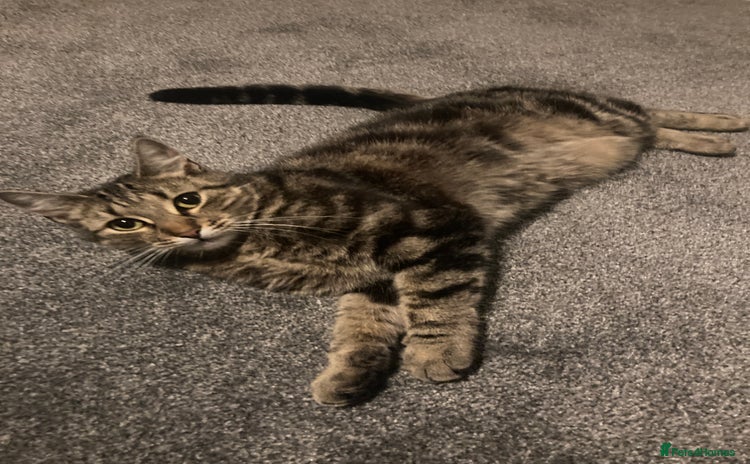 Mixed Breed cats - Advert 13
