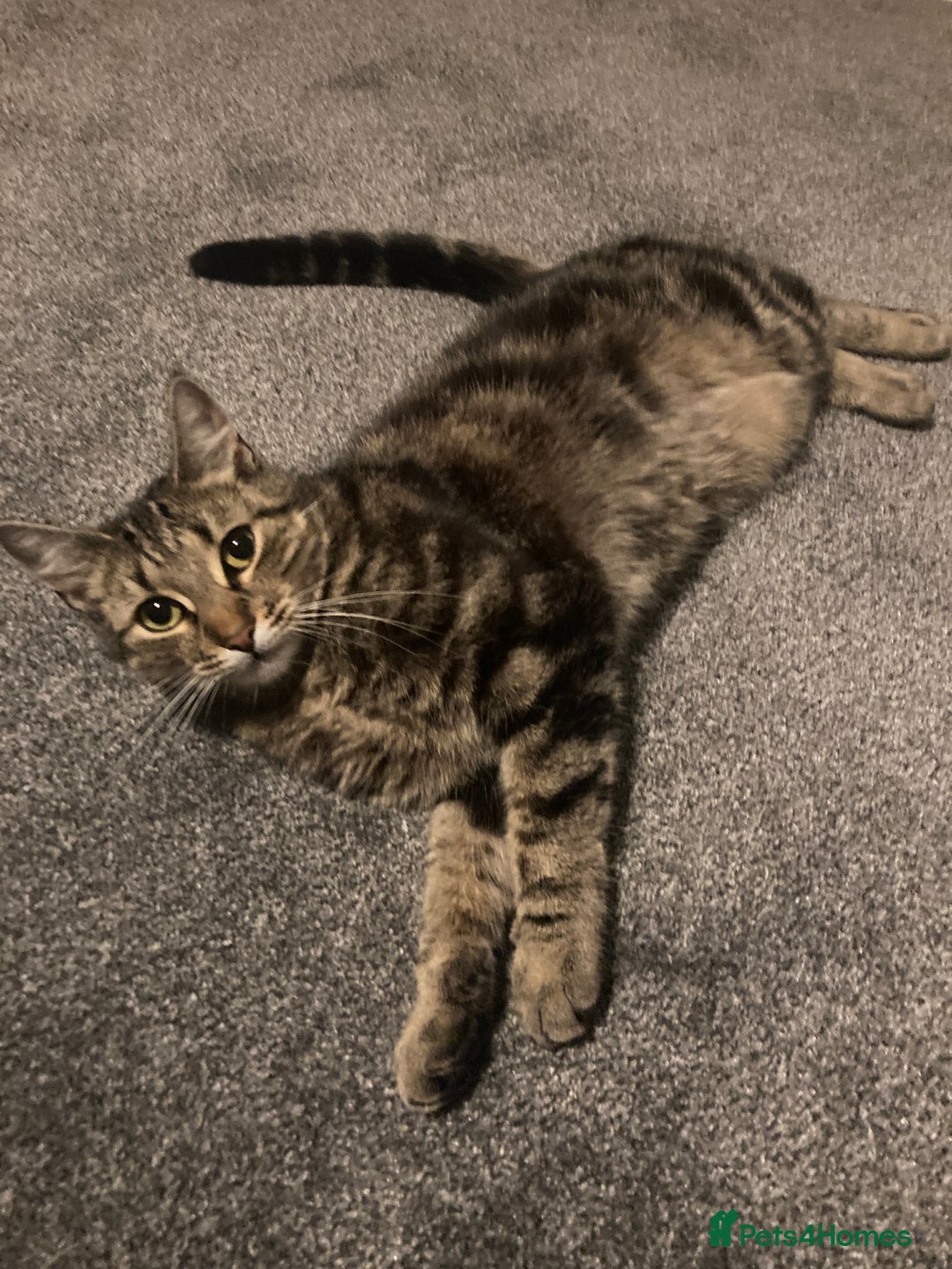 Mixed Breed cats for sale: Tabby looking for a loving home - Image 1