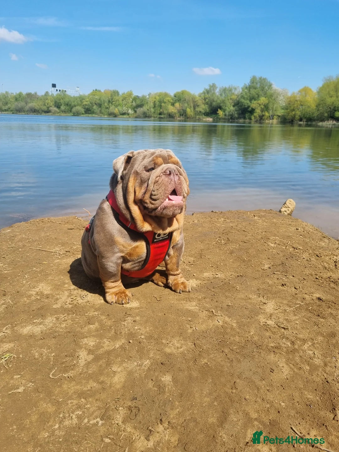 English Bulldog dogs for stud: Proven Full suit lilac and tan KC Bulldog for stud in Huddersfield - Advert 14