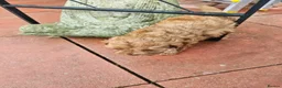 Cavapoo dogs for sale: 5* Cavapoo Puppies - Advert 21