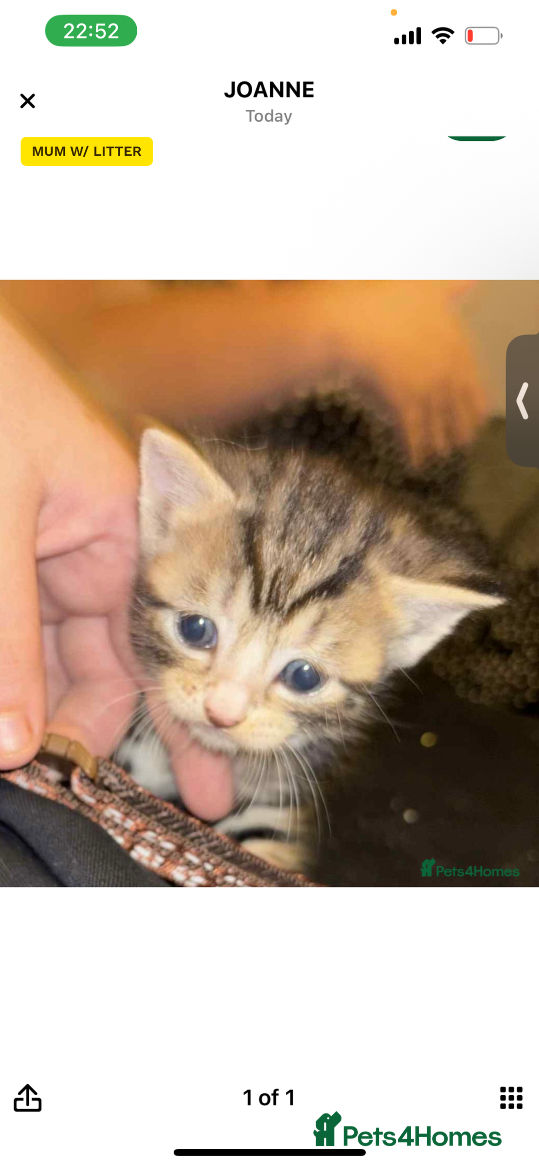 British Shorthair cats for sale: Kittens  - Image 10