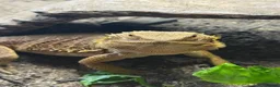 Bearded Dragon reptiles for sale: Leoni & Lenard the bearded dragons  - Advert 3