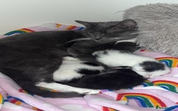 Mixed Breed cats for sale: One girl left!❤️ - Image 4