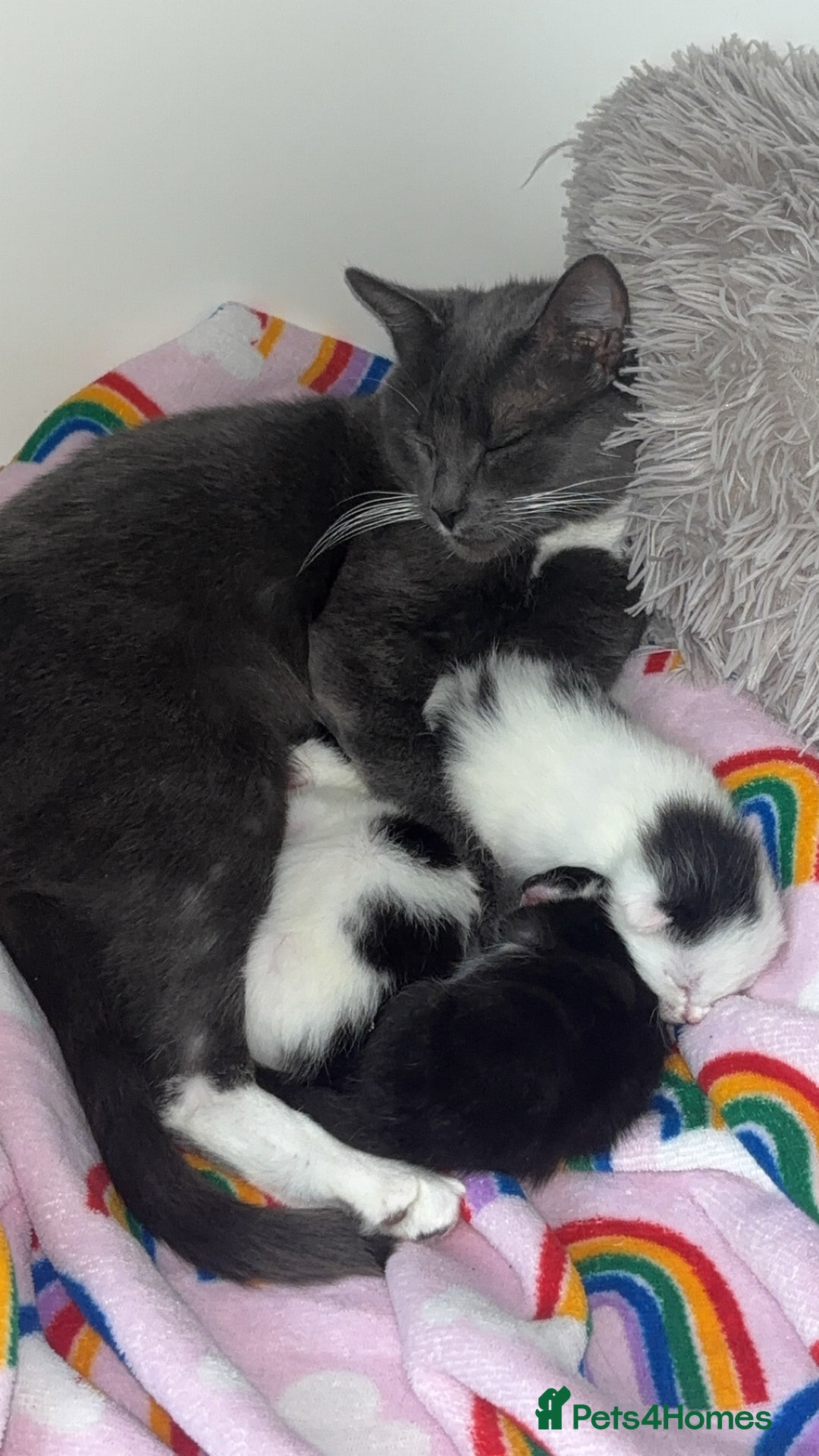 Mixed Breed cats for sale: One girl left!❤️ - Image 4