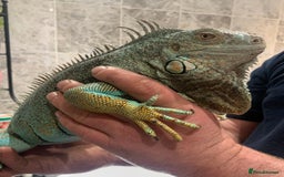 Iguana reptiles for sale: Tank the tame Blue Iguana  - Image 8