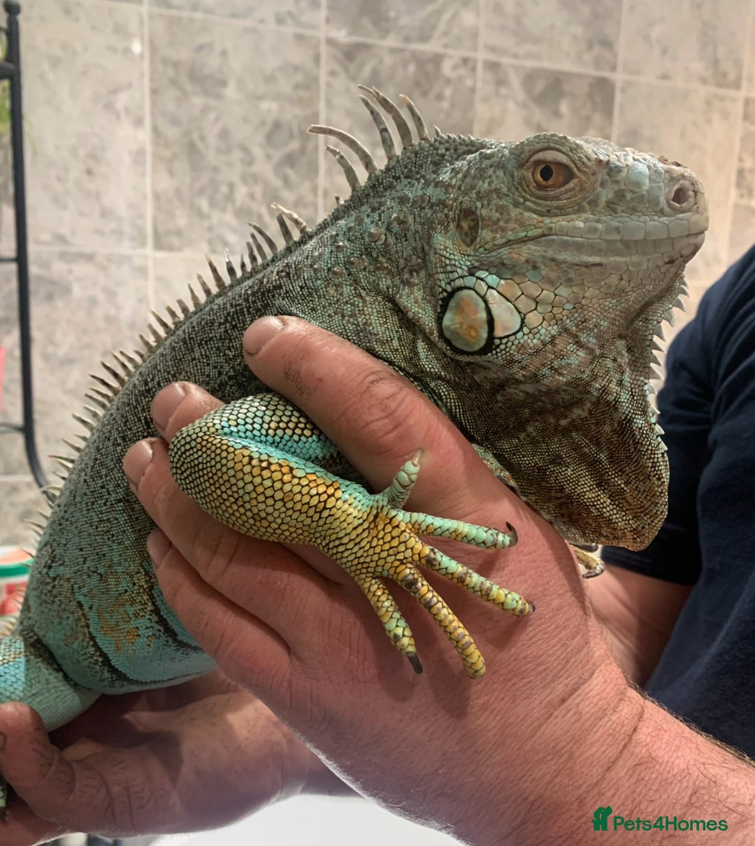 Iguana reptiles for sale: Tank the tame Blue Iguana  - Image 8