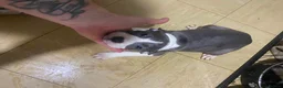 Staffordshire Bull Terrier dogs for sale: Blue staffie puppies  - Advert 5