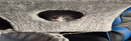 Mixed Breed cats for sale: Playful kittens - Advert 12