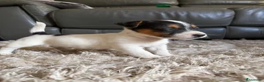 Mixed Breed 2